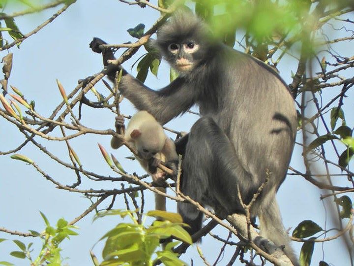 primat Thaung Win German Primate Center