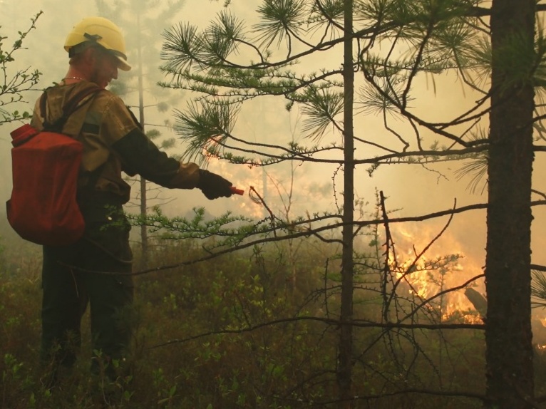 За сутки в Иркутской области ликвидировали один лесной пожар