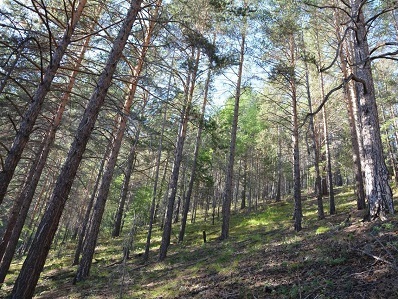 Объем незаконных рубок леса в Иркутской области уменьшился почти на 19%