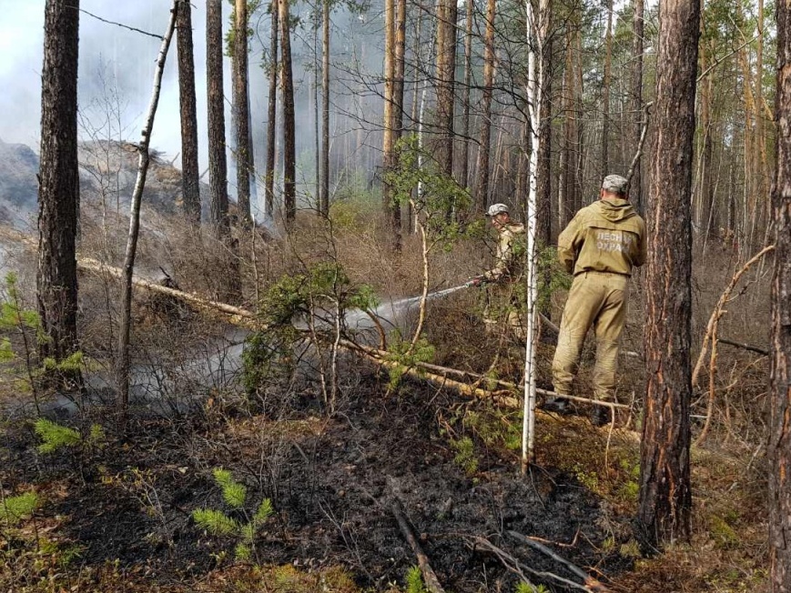 За сутки в Иркутской области зарегистрировали один лесной пожар