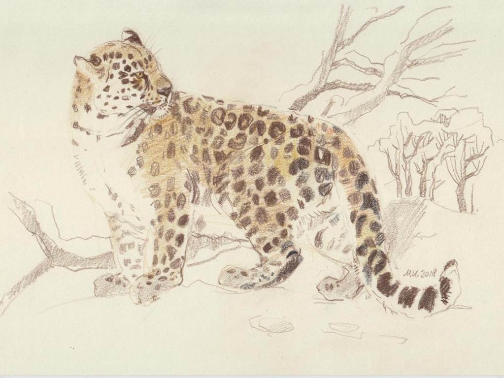 leopard irina makoveeva iohm