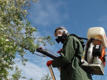 Иркутяне могут подать заявки на обработку деревьев от горностаевой моли
