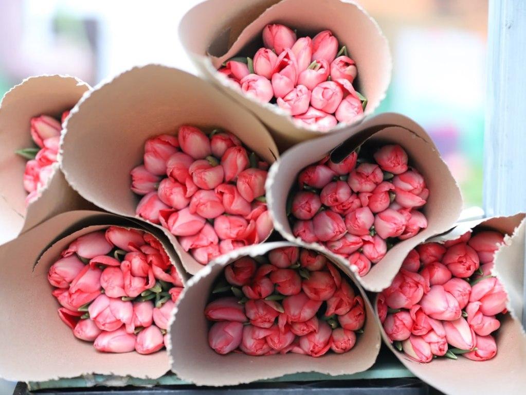 gorzelenkhoz tulpany1 ai