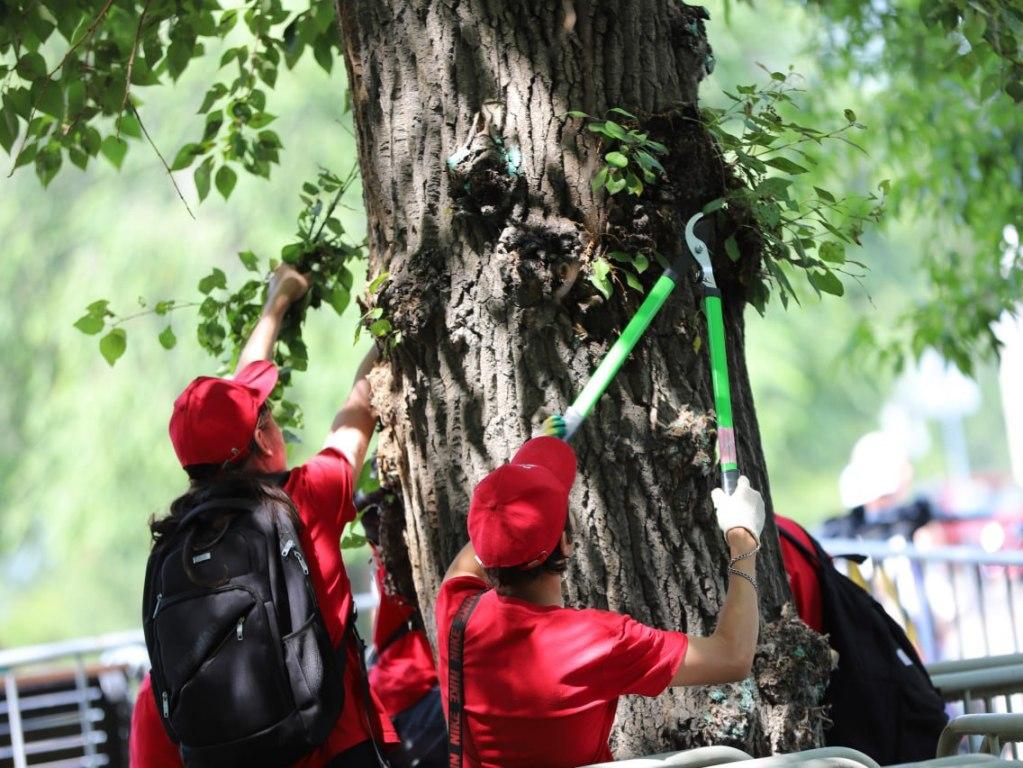 Экологические отряды мэра провели обрезку деревьев в центре Иркутска