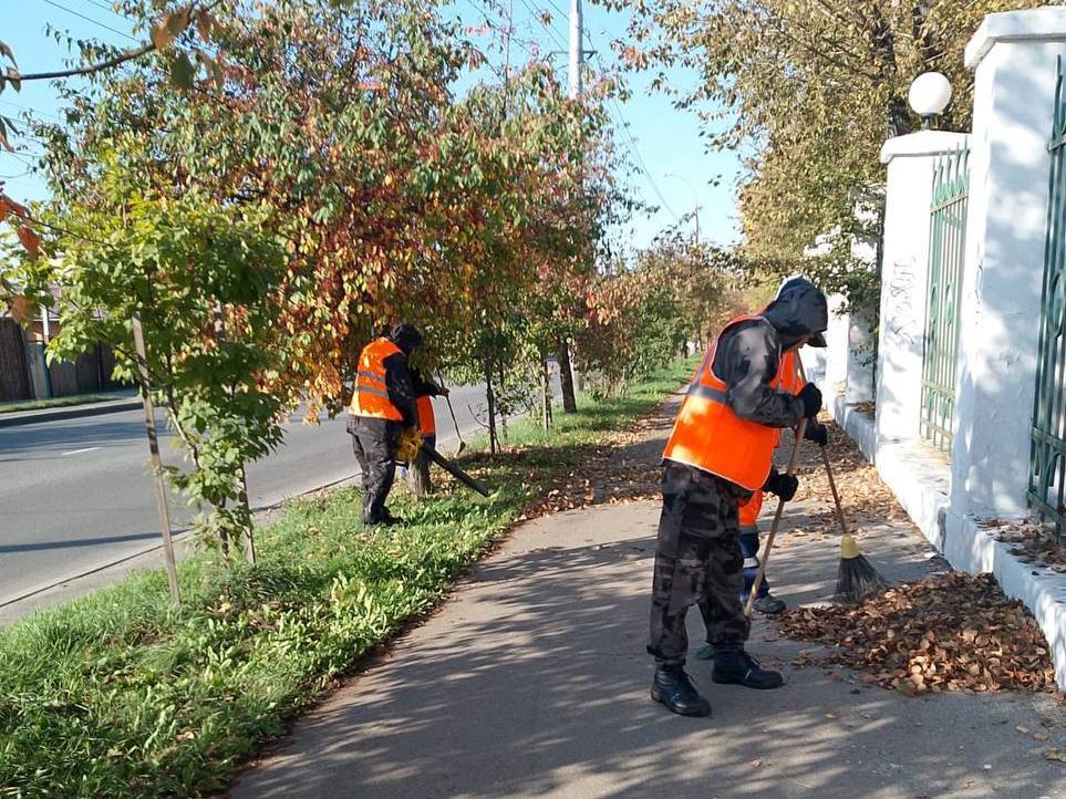 uborka listvy ai copy copy copy copy copy copy copy copy copy copy