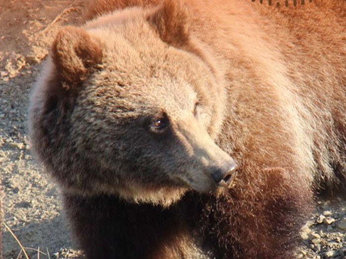 medved zapovednoe pribaikalie