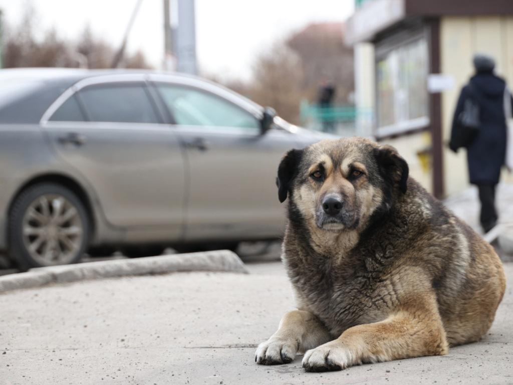 Проект нового приюта для бездомных животных в Братске подготовят к концу года
