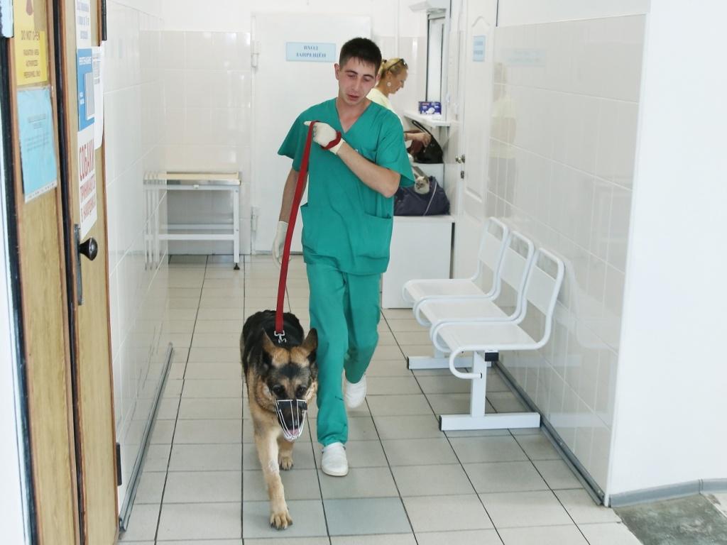 В Иркутской области в ветеринарную сферу привлекают молодых специалистов