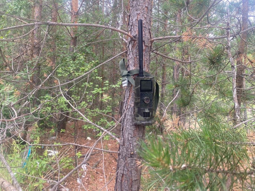В лесах Иркутской области установлена 61 фотоловушка