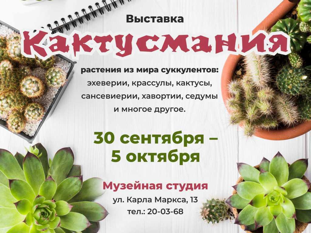 kaktusmania iokm copy copy