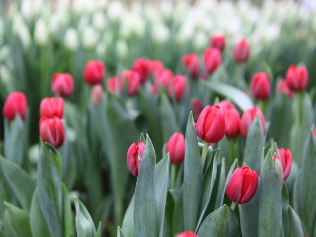 gorzelenkhoz tulips1 ai