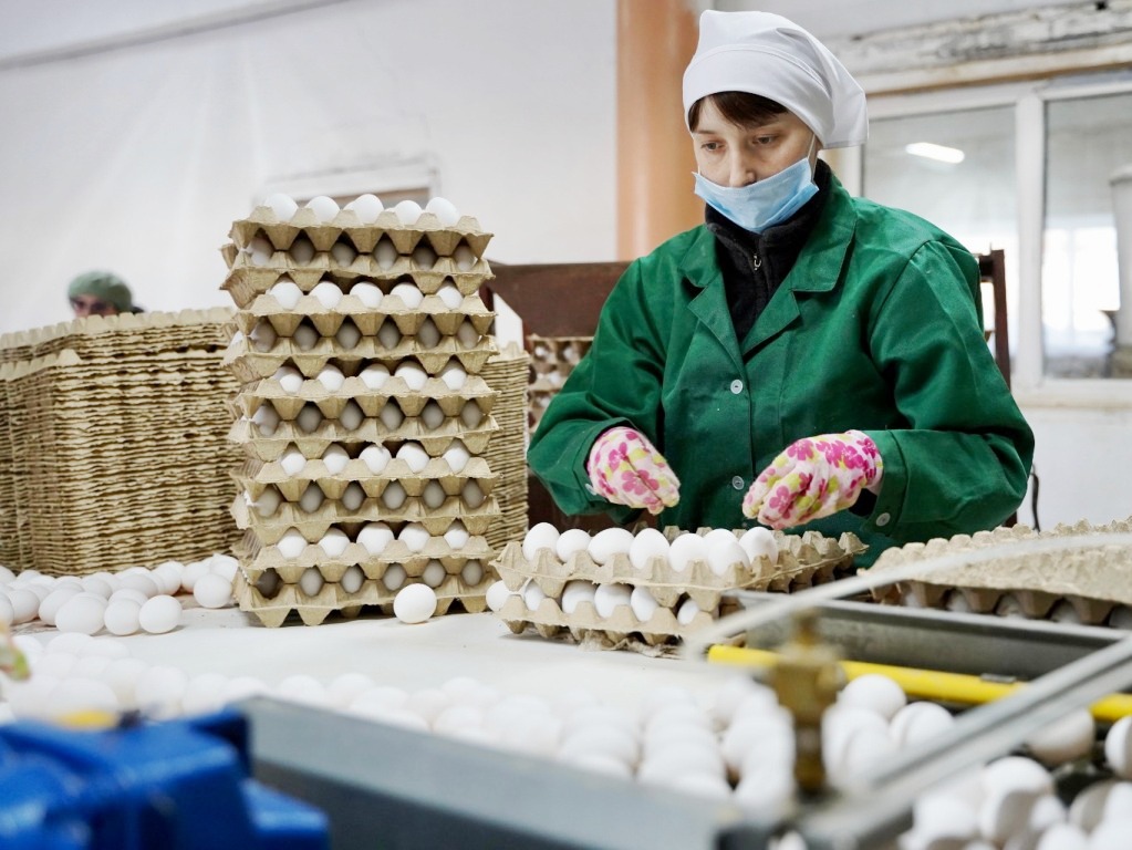 Производство куриного яйца в Приангарье увеличилось на 14 млн штук в первом полугодии 2024 года
