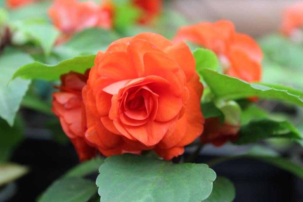 В Иркутске высадят более 1800 кустов роз
