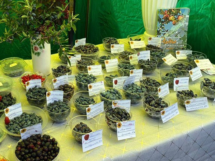 Лучшую клубнику и жимолость выбрали на фестивале садоводов и огородников Иркутска