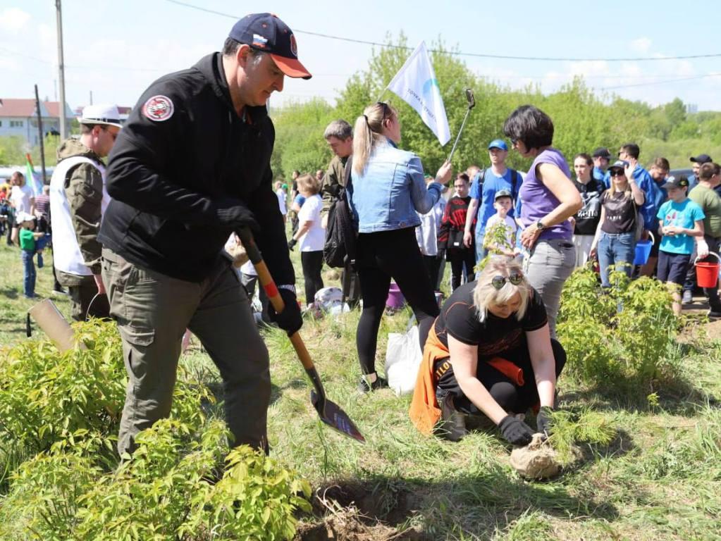 3,5 тысячи деревьев высадили в Кайской роще Иркутска