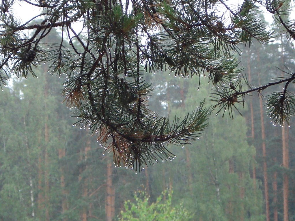 Сильный дождь ожидается в Иркутске ночью