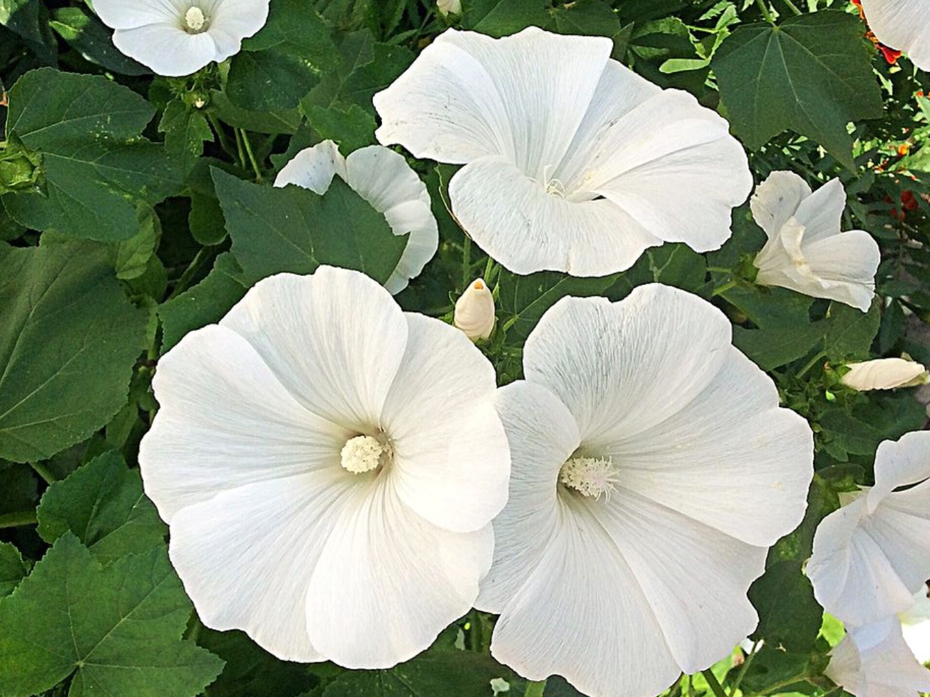 leto flowers white niab