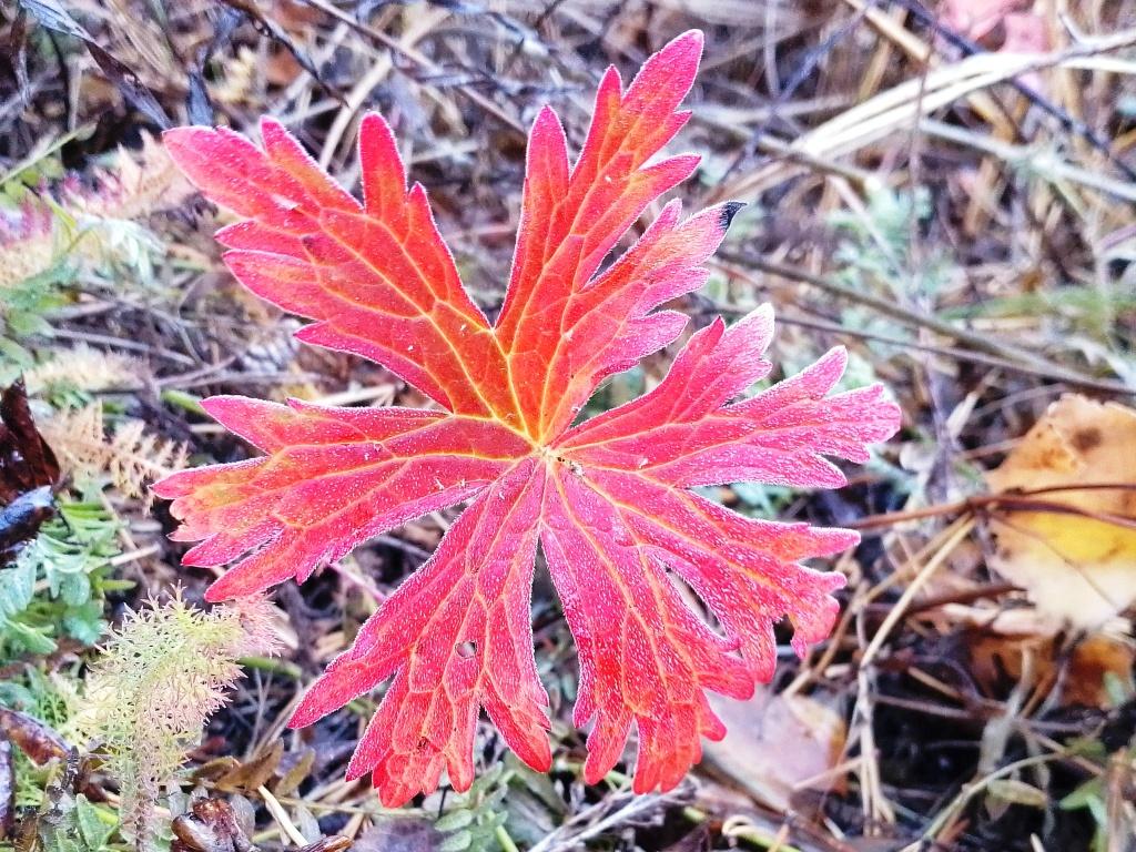 osen krasny list nia