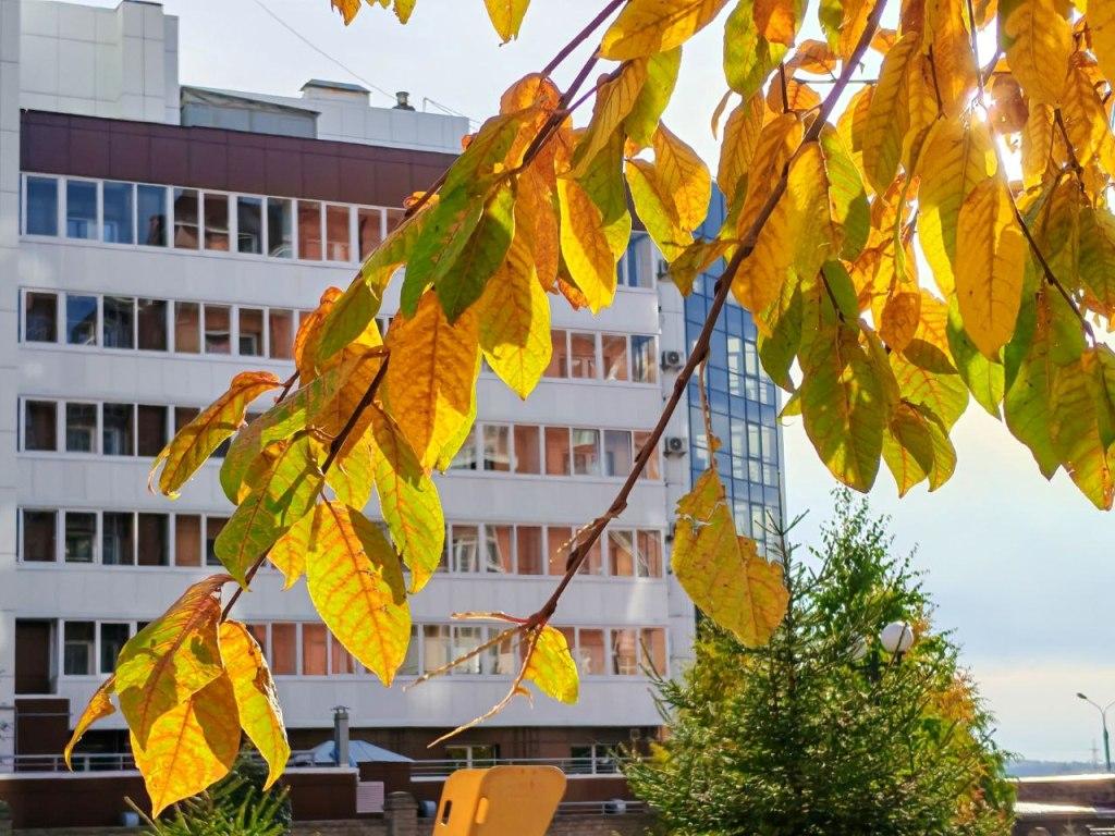 osen sentyabr listiki solnechno nia