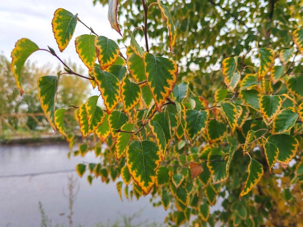 osen sentyabr posle dozhdya nia
