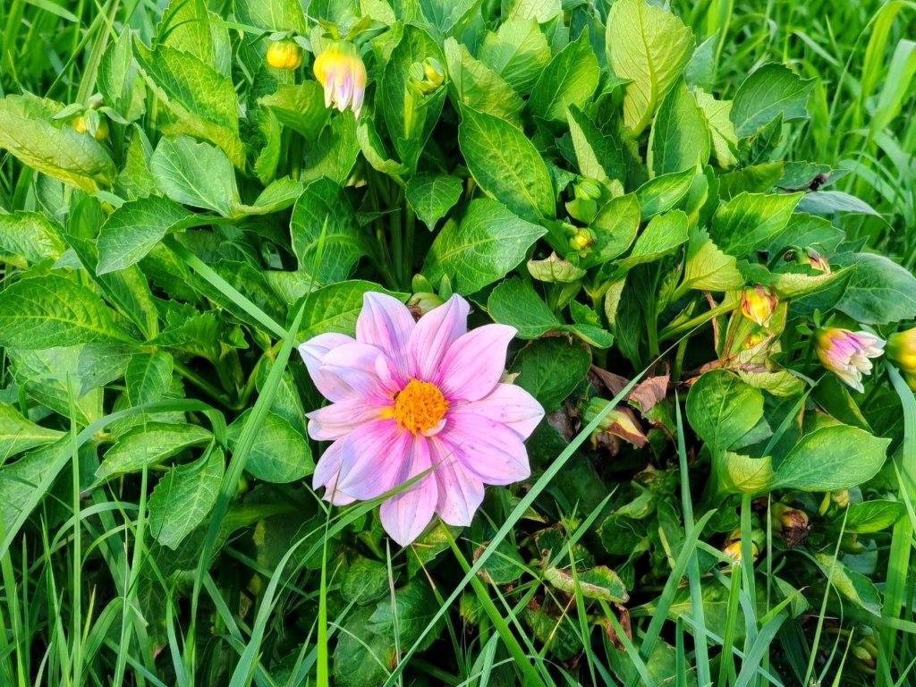 osen sentyabr tsvetochek nia