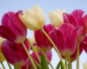 834859875tulips1